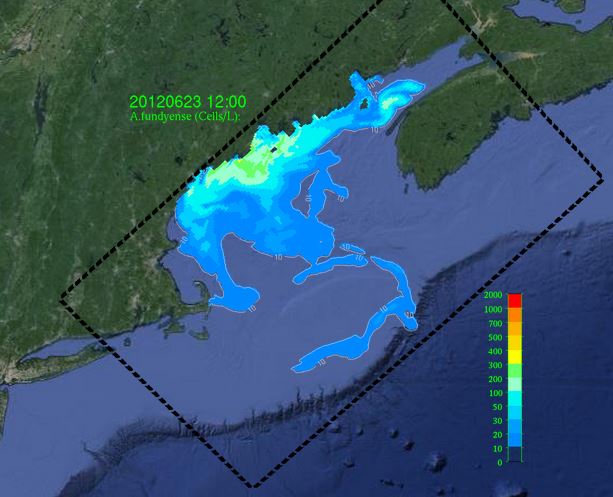 HAB concentration in the Gulf of Maine