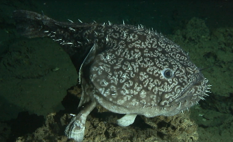 photo: deep sea fish