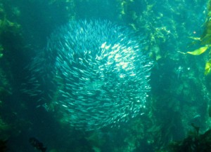 [photo of schooling fish]